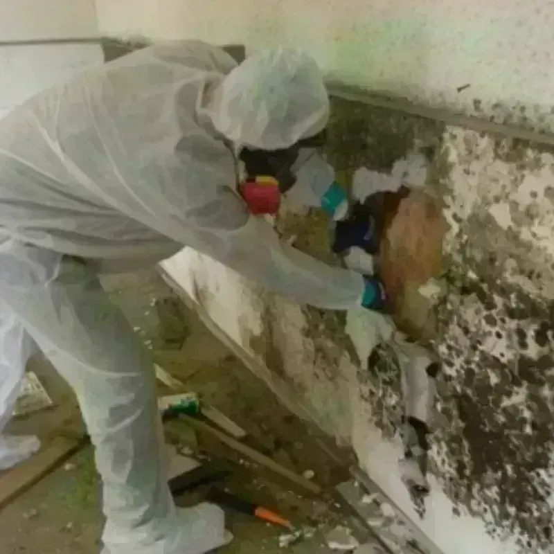 Mold Remediation and Removal in Boydton, VA